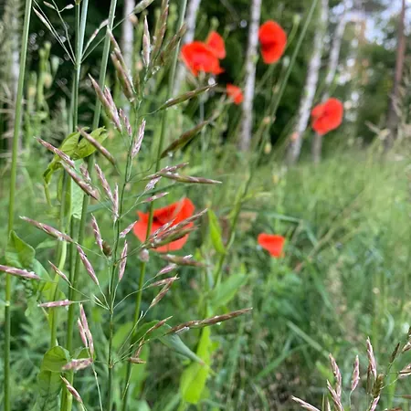 بيت للعطل Skorupka